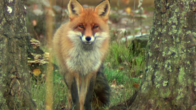 森林中的狐狸野生动物野生狐狸人与自然