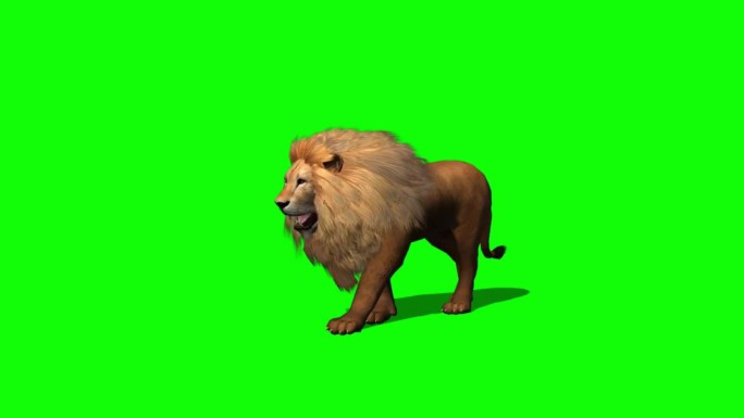 动态狮子走路抠像绿幕视频素材
