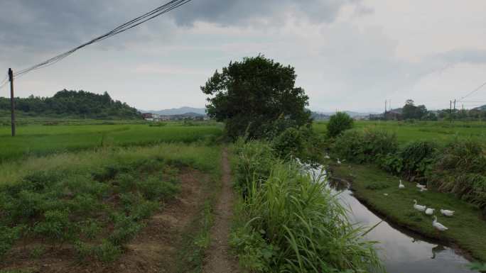 6K夏天村口小河田野