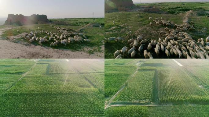 羊群、田野、田园、农田、古代堡垒遗址