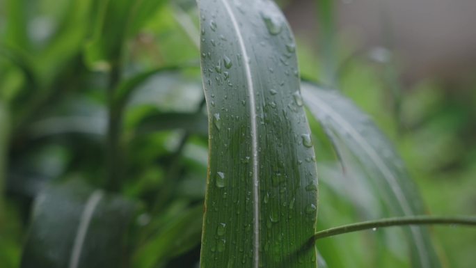 4K下雨中的植物与水面