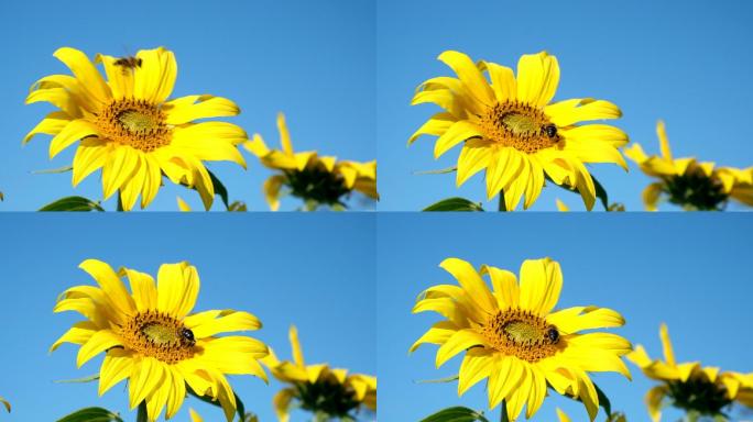 向日葵在风中摇摆，蜜蜂在鲜艳的黄色花朵上觅食。