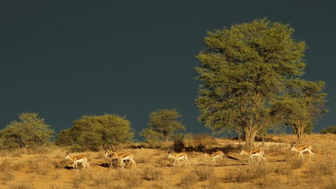 羚羊在即将来临暴风雨的沙漠中行走