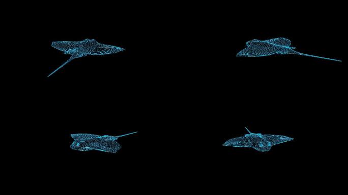 4K蓝色全息科技线框鳐鱼素材旋转带通道