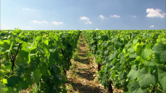 法国葡萄园一排排的葡萄