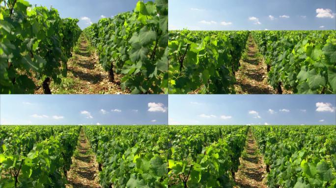 法国葡萄园一排排的葡萄