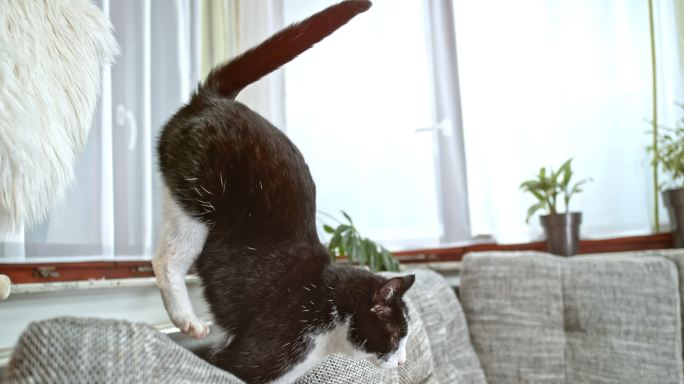 猫跳到沙发上