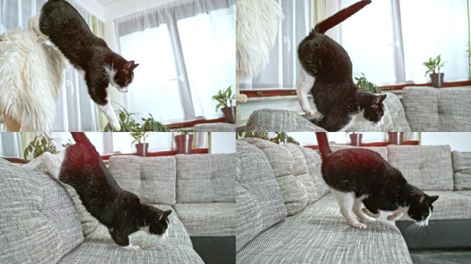 猫跳到沙发上