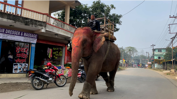 4k骑大象尼泊尔国家森林公园旅拍升格素材