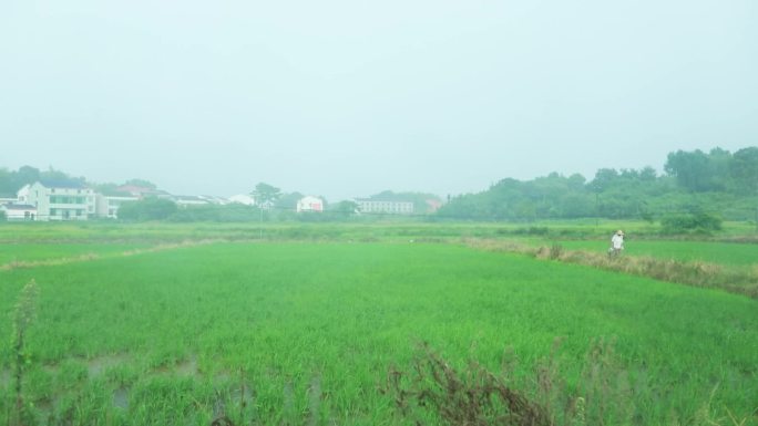 雨水滋润田中水稻春种