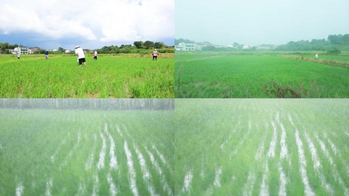 雨水滋润田中水稻春种