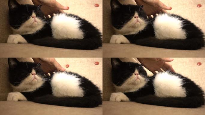用手抚摸猫
