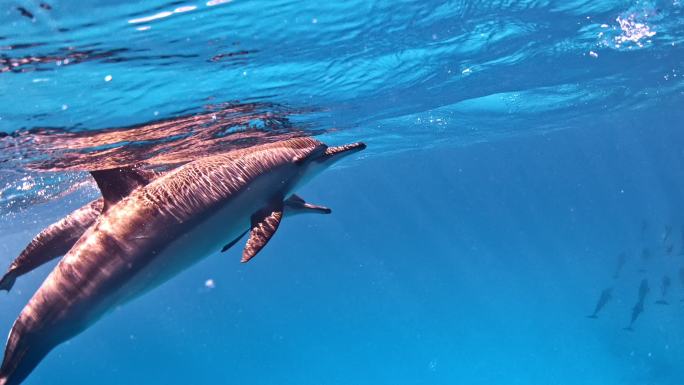 海豚海底世界海豚表演海狮下水
