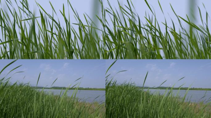 植物、草、水岸、河流、流水、绿色