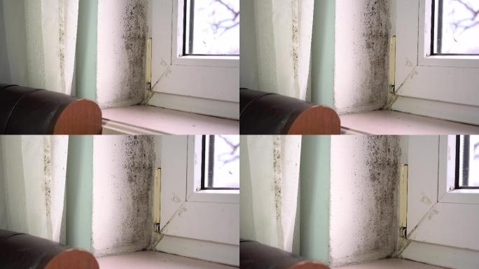 水损害导致建筑物内壁霉菌生长