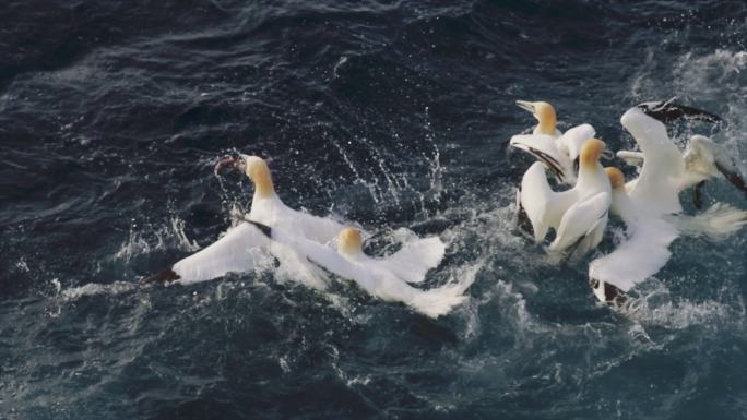 海面上觅食的北塘鹅