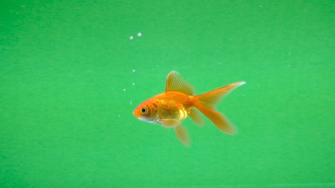 金鱼在绿色屏幕上畅游