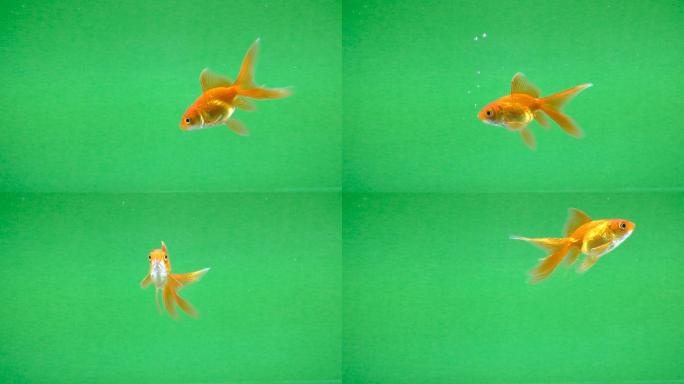 金鱼在绿色屏幕上畅游