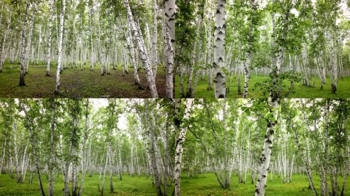 白桦林 朴树