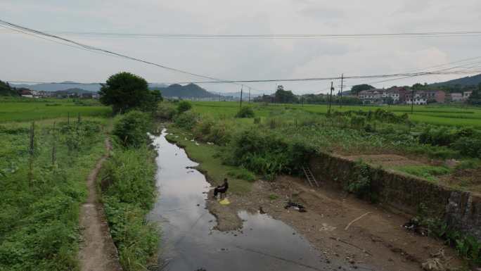 6K夏天村口小河边钓鱼