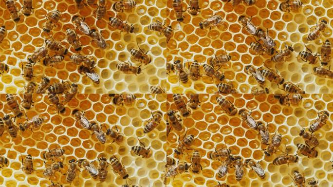 蜜蜂加工蜂蜜。蜂蜜的蜂巢