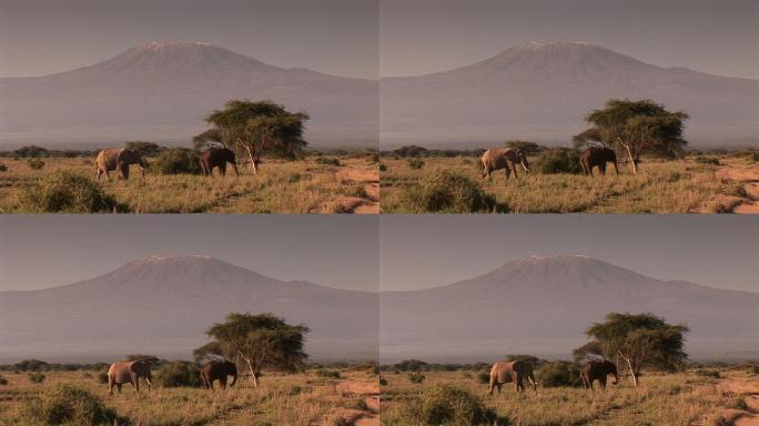 两只大象坦桑尼亚肯尼亚火山雪山