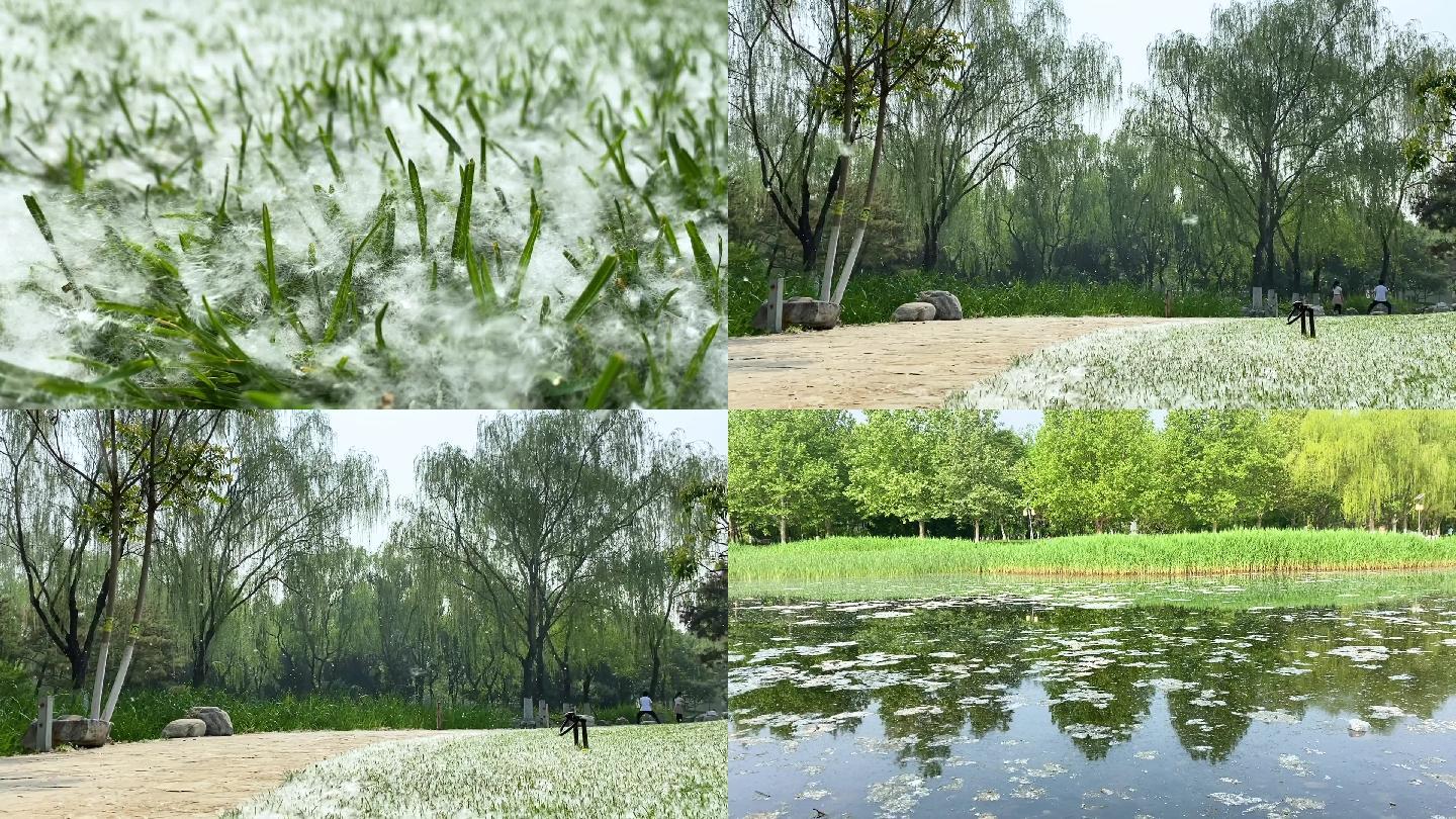 漫天飞舞的柳絮  草地上水面上的柳絮