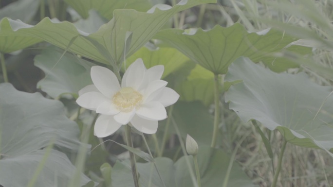 实拍荷花 白莲