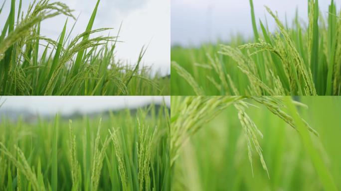 水稻开花谷物大米