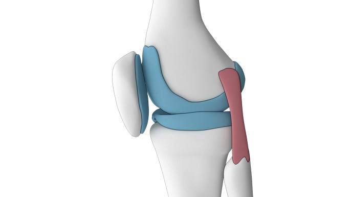 膝关节功能动画胫骨软骨医疗和医药