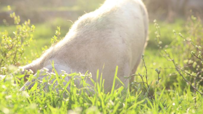 猪在吃草喂食绿色白天
