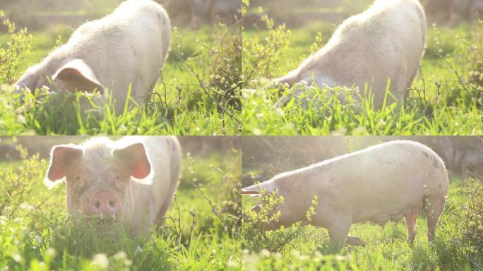 猪在吃草喂食绿色白天