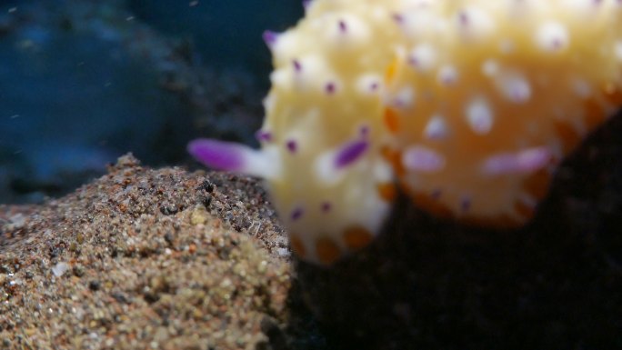 裸鳃亚目动物在海底
