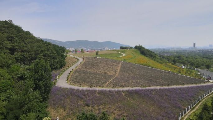 无锡航拍雪浪山薰衣草园