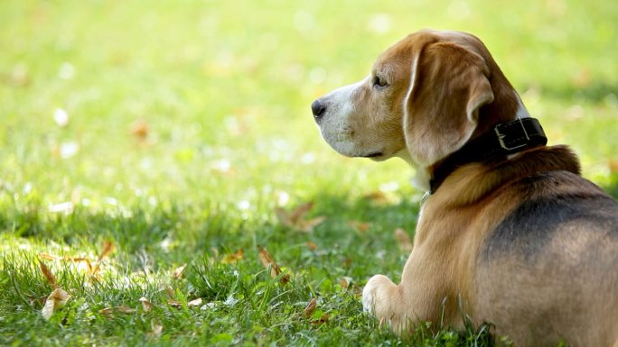 小猎犬躺在草地上四处张望