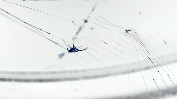 蜘蛛在织网