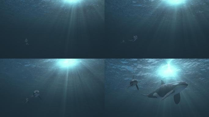 母虎鲸和幼虎鲸朝着镜头游过去