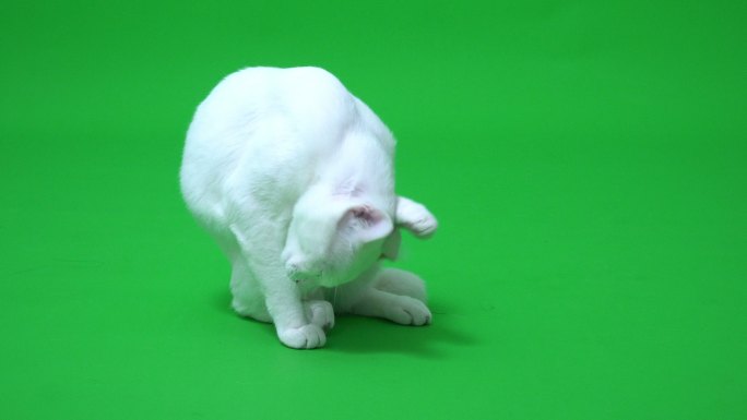 白猫绿屏绿幕抠像