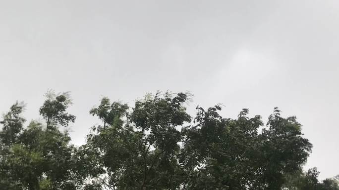 实拍 阴天 大树 打雷 下雨 来临 视频