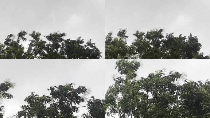 实拍 阴天 大树 打雷 下雨 来临 视频