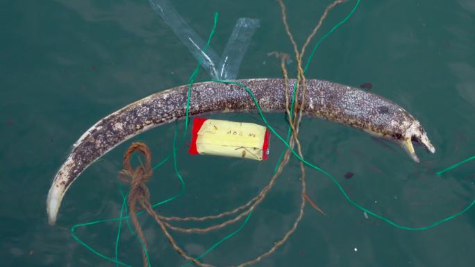一条死掉海鳗水生生物