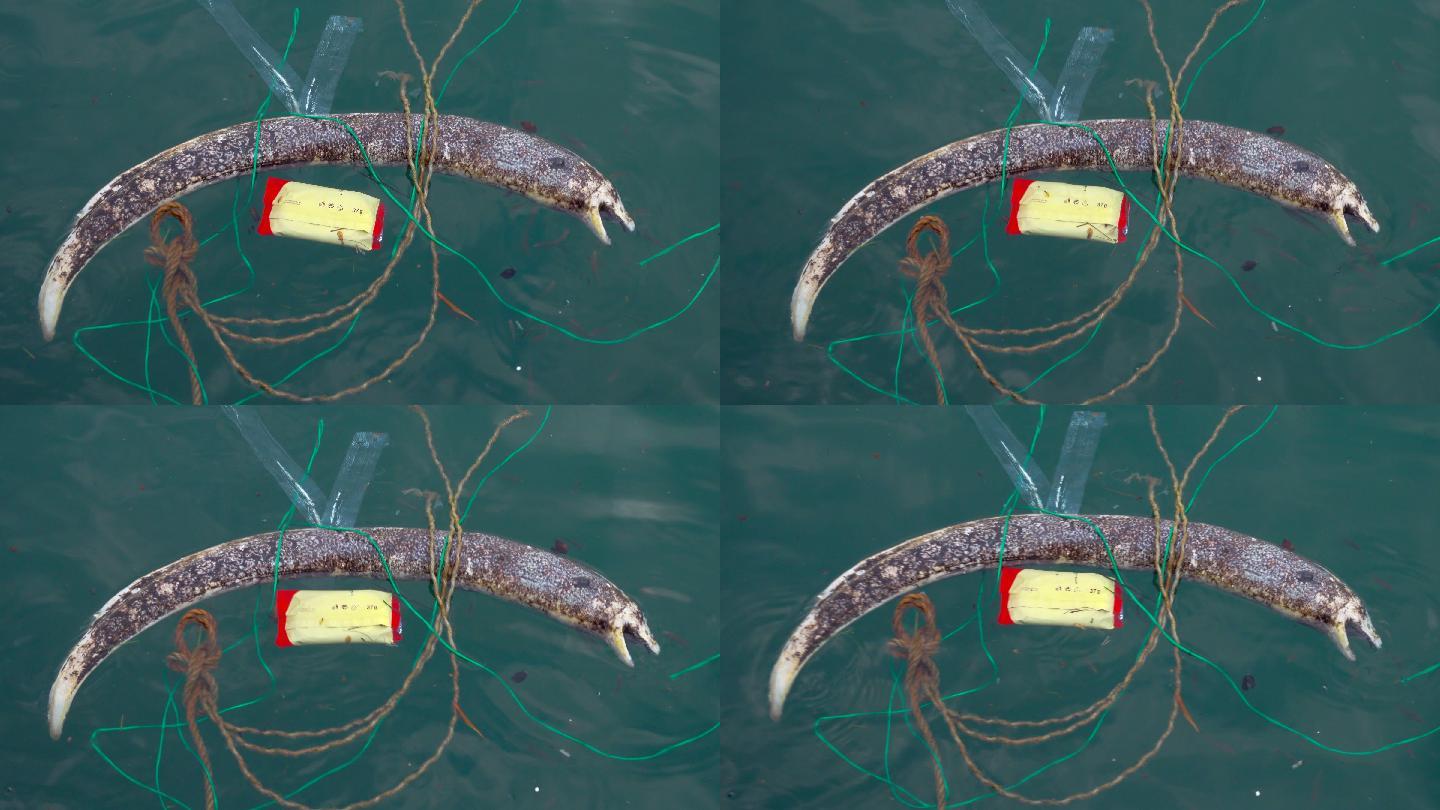 一条死掉海鳗水生生物