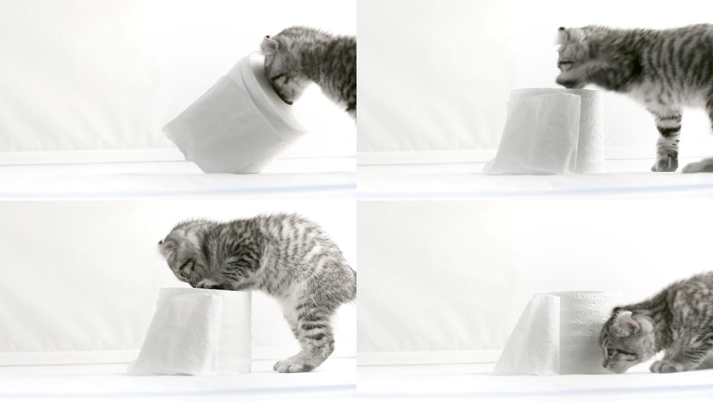 猫在玩纸巾英短美短猫咪玩耍