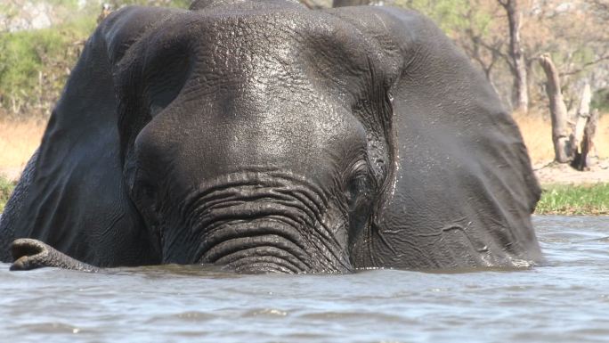 河流中游泳的大象
