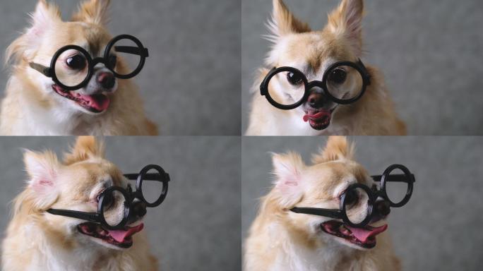 吉娃娃棕色狗戴着黑色圆眼镜