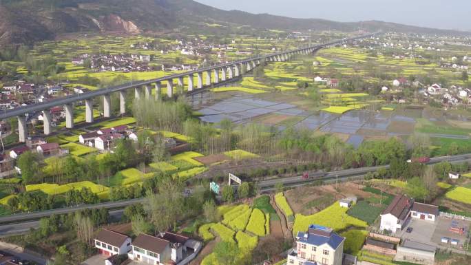 油菜花田航拍