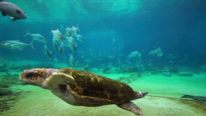 海洋世界的绿海龟