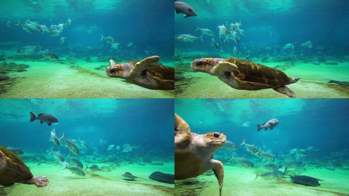海洋世界的绿海龟