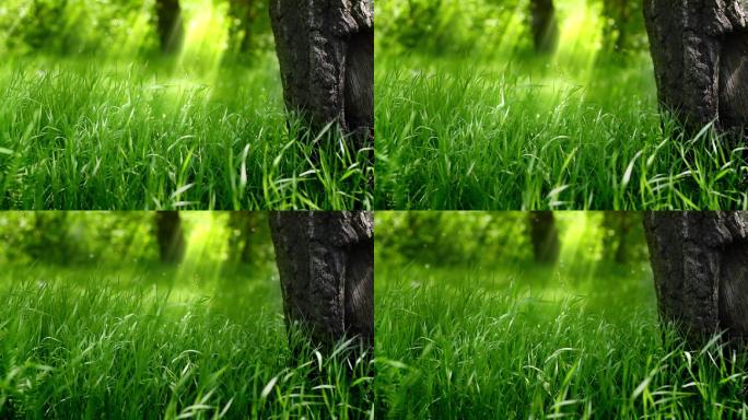 树下的绿草。绿色草地唯美清新