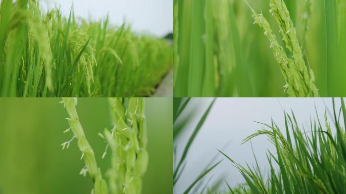 稻谷粮食作物